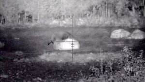 Охота из засидки на кабана. 170 кг. 70 метров. Калаш TR-3, .TKM366, Pulsar Digisight N355