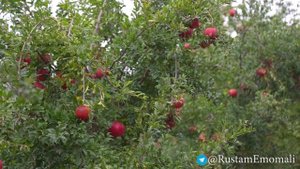 Гранатовый сад города Нурека