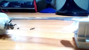 обзор camponotus japonicus