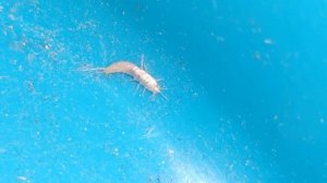 #Чешуйница #альбинос белая Lepisma - #насекомые дома white silverfish life 4k home insects video