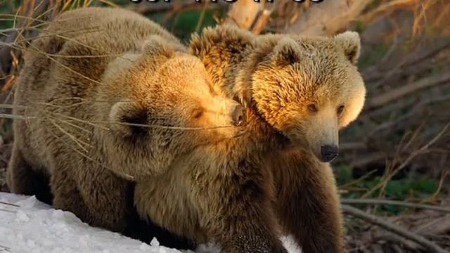 Петрово объявления 4 04 2012 смотреть онлайн