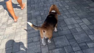 Оксана и София первый раз в большом бассейне. Лечим нашу собаку. Ника Лайф