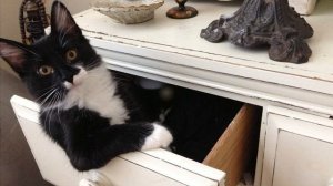 На какое время можно оставить кошку одну дома