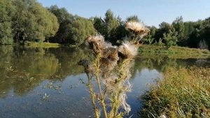 23.8.22.Чебоксарский район,Синьялы.