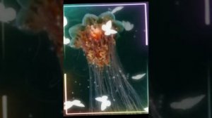 волосистая цианея