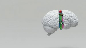 Развитие пластичности мозга. Как развить мозг быстрее? Привычка 4 .Развитие мозга.