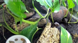 Процесс общения - ухаживания за самкой, крокодиловый сцинк или  лат. Tribolonotus novaguinea😌