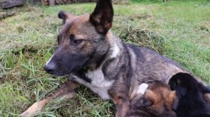 Щенки подросли. Посмотрите какими красавцами они стали