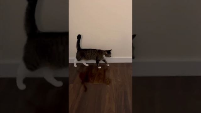 БУБОЧКА 🐱