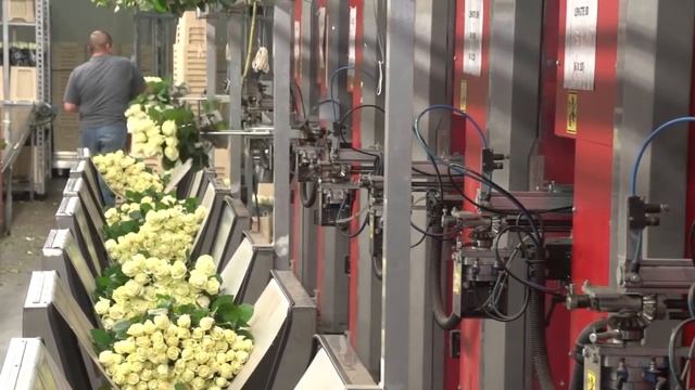 Работа на розах Berg Roses Holandia @Ju👌💖✨ смотреть онлайн