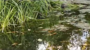 Ошо. Осознанность .48 часов.