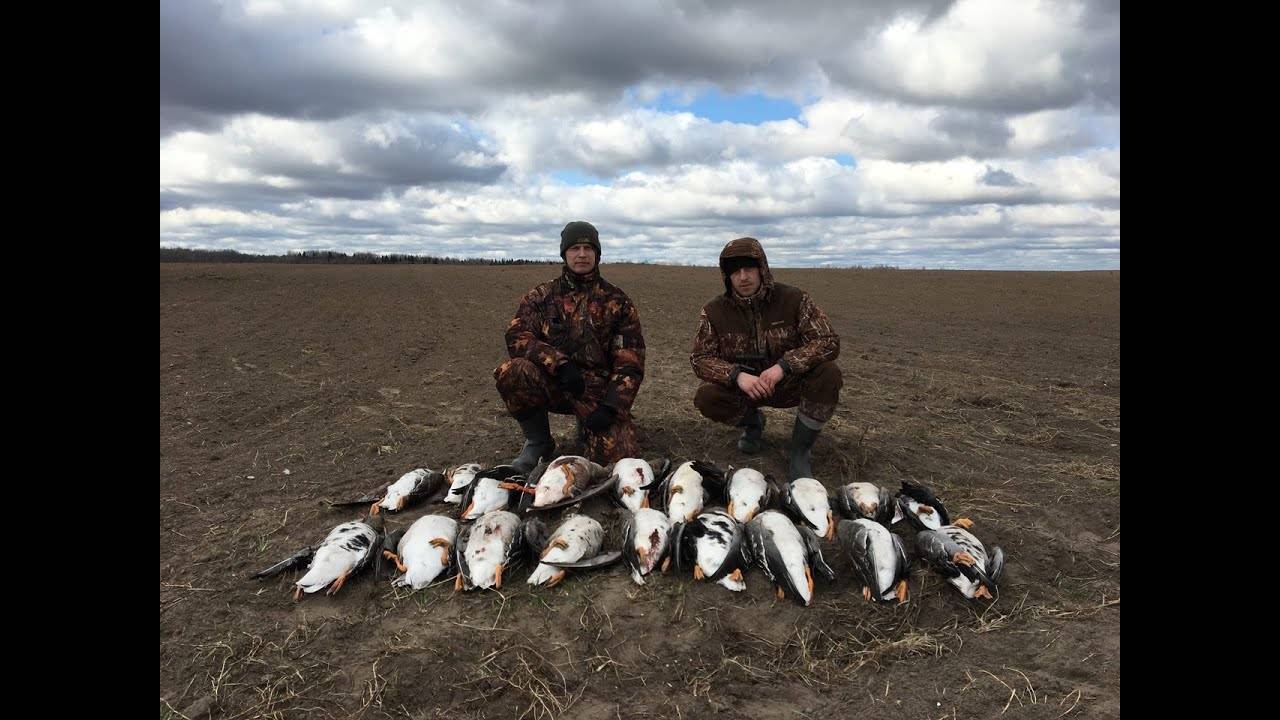 Охота на гуся в Беларуси 11-12.04.20. Гусь 2020. Goose hunting. смотреть онлайн