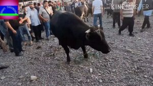 Шахри турсунзода  бозори пахтобот томошо.26.07.2020