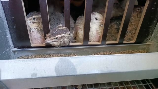 Как поживают наши перепела и бройлеры в квартире🐔🐓🪺🐦