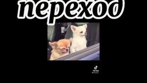 Реакция сансов на dreamswap меме (🇷🇺)