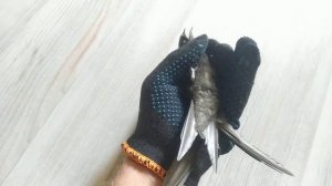 Залетела ласточка в квартиру