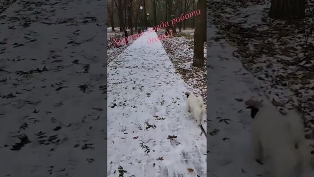#фриланс #онлайндоход #бизнес #возможности #онлайнбизнес #доход #джекрассел