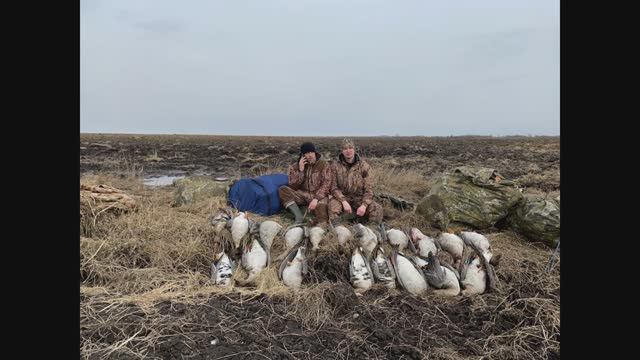 Открытие охоты на гуся 2022. Охота на гуся в Беларуси 2.04.22. Гусь 2022. смотреть онлайн