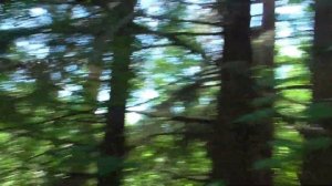 Часть 2. Роеловство на Вятке. Проверка ловушек на пчел.