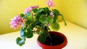 Пеларгония после обрезки. Пышное цветение другой моей Пеларгонии.