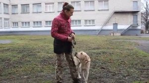 Ко мне - дрессировка собаки - Самые важные правила "Ко мне"