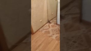 Инорс. Однушка
