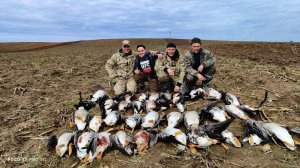 Халявная охота на гуся. Охота на гуся 2024. Охота в Беларуси. 6.04.2024