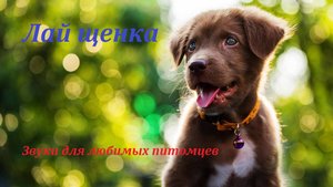 Лай щенка. Звуки для любимых питомцев