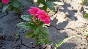 – Дорогая свекровь, вы здесь никто, потому не командуйте, ты это хотела сказать? - наехала свекровь