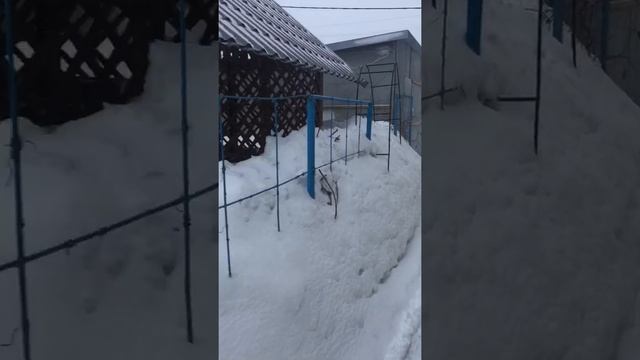 Первое марта, а мы снег лопатим:)