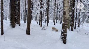 Охота на куницу. Промысел 2024!!!