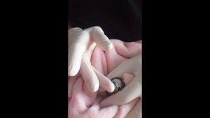 Содержание и кормление стрижей на ПМЖ.  Как сделать комнату и вольер для стрижей. Освещение.