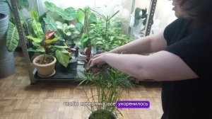 Укоренение " Циперуса зонтичного" легко и просто!