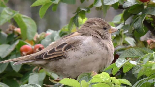 Контроль на каждом этапе – залог успешного капремонта смотреть онлайн