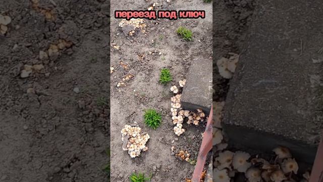 Тихая охота/ Грибы поперли после дождей, но ... съедобные ли они?/ Переезд на Кубань/  ст Каневская