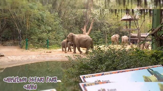 Chimelong safari park 2023 @china (part 1) смотреть онлайн