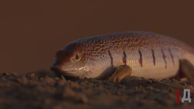Обыкновенный сцинк смотреть онлайн