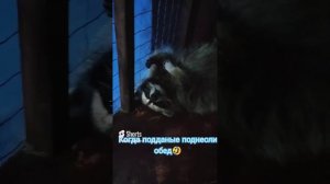 Содержание енота. Стоит ли заводить енота. Плюсы и минусы енота в доме