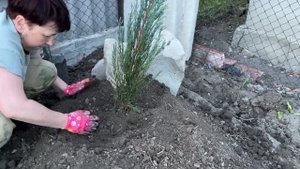 ❌ГАЗОН НЕ ВСХОДИТ /САЖАЕМ ПОМИДОРЫ/ПЕРВЫЙ УРОЖАЙ/#домвдеревне #дача