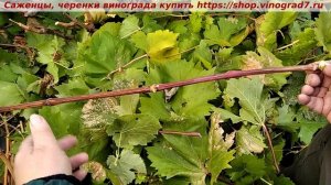 Подмороженная лоза кишмиша Цимуса имеет другой цвет. Для форума https://forum.vinograd7.ru/