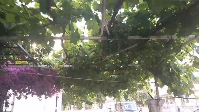 КАКОЙ ДВОР Я ОСТАВЛЯЮ БУДУЩИМ ЖИЛЬЦАМ МОЕЙ КВАРТИРЫ? УХОЖЕННЫЙ ЗЕЛЕНЫЙ И УЮТНЫЙ ! смотреть онлайн