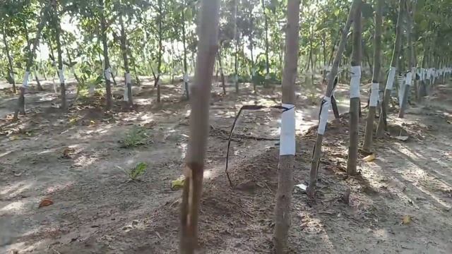 Проверка ПРИЖИВАЕМОСТИ Окулянтов ЧЕРЕЗ Три недели смотреть онлайн