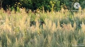 Охота на медведя на овсах.