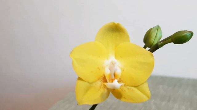 очередная распаковка 🌼 ОРХОМАНИЯ это уже диагноз 😄