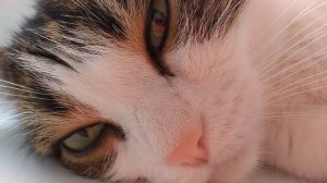 Котики. Красиво отдыхают