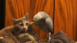 Кошка и попугай кошка и попугай дружит с друзьями
