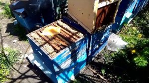Урок пчеловодтва №1 Как пересадить пчел из пчелопакета в улей
