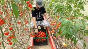 Томаты - 2018! Агрокульт собирает урожай.