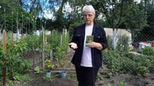 Севооборот не обязателен.Готовлю грядку для посадки чеснока озимого.г.Каменск-Уральский 23.07.24 г.