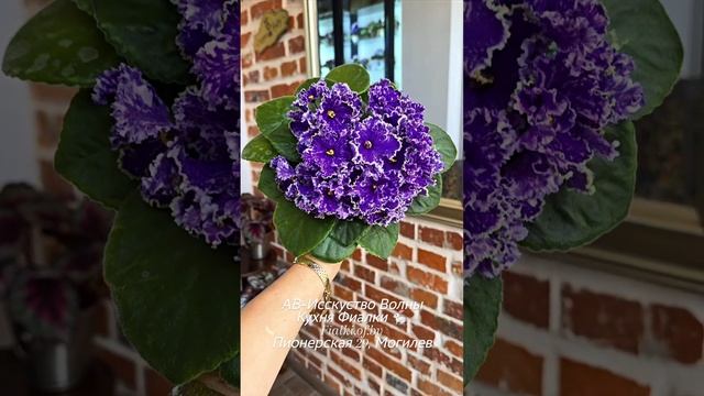 🐇💖АВ-Искусство Волны. И снова так хорош, что сложно не сделать видео его с этот момент времени...